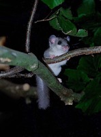 Glis glis - Edible Dormouse