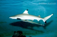 Echeneis naucrates - Live Shark-sucker