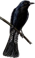 Image of: Surniculus lugubris (Asian drongo-cuckoo)