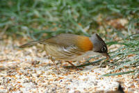 Image of: Yuhina flavicollis (whiskered yuhina)