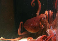 Image of: Octopus (octopuses)