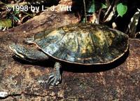 Image of: Phrynops geoffroanus (Geoffroy's side-necked turtle)