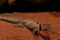 Sceloporus cyanogenys - Blue Spiny Lizard