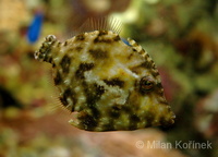 Acreichthys tomentosus - Bristle-tail File-fish