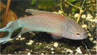 Macropodus erythropterus