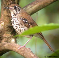 Spot-winged Thrush - Zoothera spiloptera