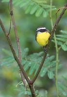 Rusty-margined Flycatcher (Myiozetetes cayanensis) photo