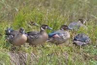 Spectacled Duck - Anas specularis