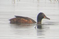 Black-headed Duck - Heteronetta atricapilla