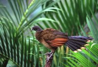 Gray-headed Chachalaca - Ortalis cinereiceps