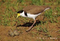 Masked Lapwing - Vanellus miles