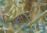 Henslow's Sparrow (Ammodramus henslowii) photo