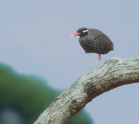 Okinawa Rail (Gallirallus okinawae) photo