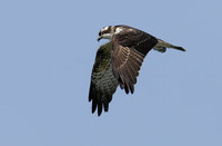 Osprey (Pandion haliaetus) photo