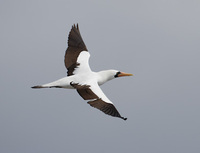 Nazca Booby (Sula granti) photo