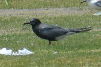 Black Tern - Chlidonias niger