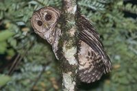 Rusty-barred Owl - Strix hylophila