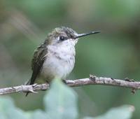 Ruby-throated Hummingbird - Archilochus colubris