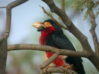 Bearded Barbet - Lybius dubius