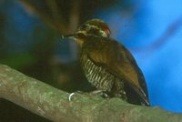 Yellow-browed Woodpecker - Piculus aurulentus