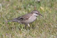 Bar-winged Cinclodes - Cinclodes fuscus