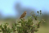 Flappet Lark - Mirafra rufocinnamomea