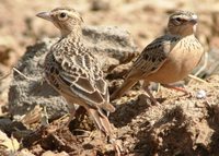 Tawny Lark - Galerida deva