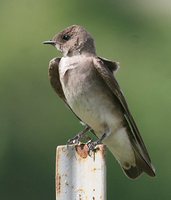 Northern Rough-winged Swallow - Stelgidopteryx serripennis