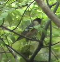 Bay-breasted Warbler - Dendroica castanea