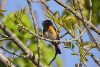 American Redstart - Setophaga ruticilla