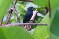 Blue-black Grosbeak - Cyanocompsa cyanoides