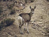 Taruca or North Andean Deer (Hippocamelus antisensis)