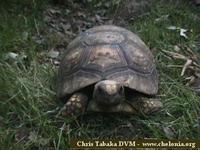 South American Yellow-footed Tortoise, Geochelone denticulata