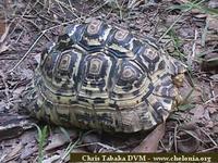 Leopard Tortoise, Geochelone pardalis pardalis