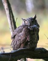 Great Horned Owl. We see very few of these guys and rarely get to photograph them.