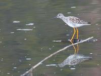 Greater Yellowlegs