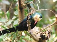 White-headed Wood-hoopoe