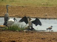 White-breasted Cormorant (Vitbröstad skarv) - Phalacrocorax lucidus - Sacred Ibis (Helig ibis) -...
