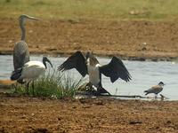 ... Threskiornis aethiopicus - Grey Heron (Gråhäger) - Ardea cinerea