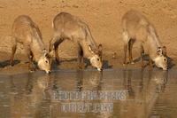 waterbuck drinking at waterhole stock photo