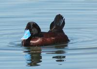 Blue-billed Duck