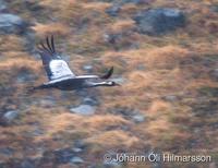 Common Crane Grus grus