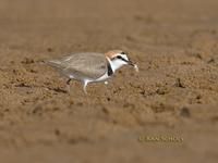 Kentish plover C20D 02380.jpg