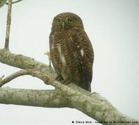 Asian Barred Owlet, Glaucidium cuculoides