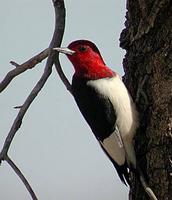 Red-headed Woodpecker