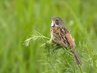 Grey-headed Bunting Emberiza fucata 붉은뺨멧새