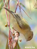 Weebill