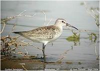 Curlew Sandpiper