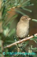 Passer domesticus ssp