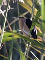 Little Bittern (Ixobrychus minutus)